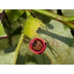Puss Moth vinula 10 larvae